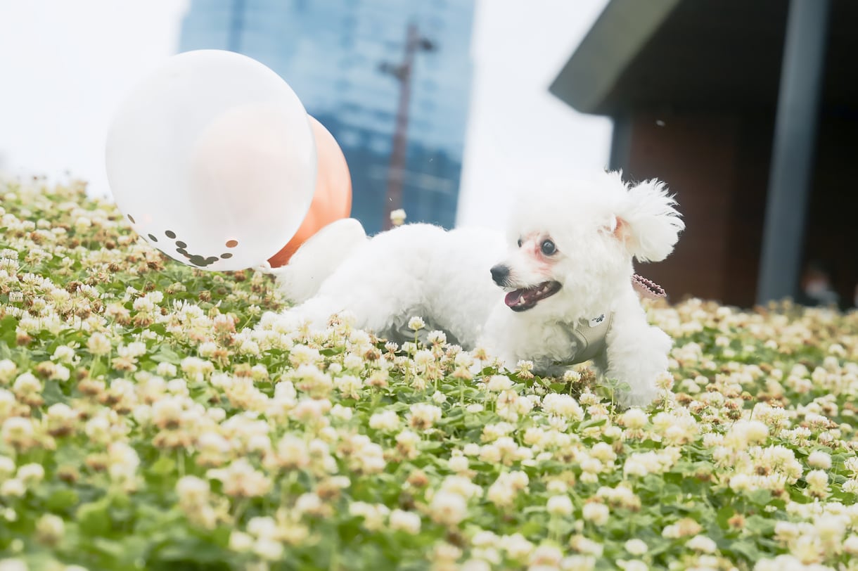 犬【SNS掲載なし】わんちゃんのお写真撮影します 何気ない毎日を、かけがえのないキヲクに。 イメージ3
