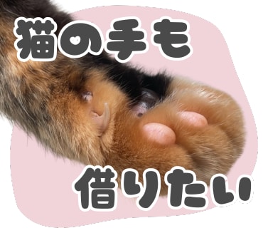 あなたのペットの写真でLINEスタンプ作ります 送っていただいた日常の写真をもとに12個制作！ イメージ10