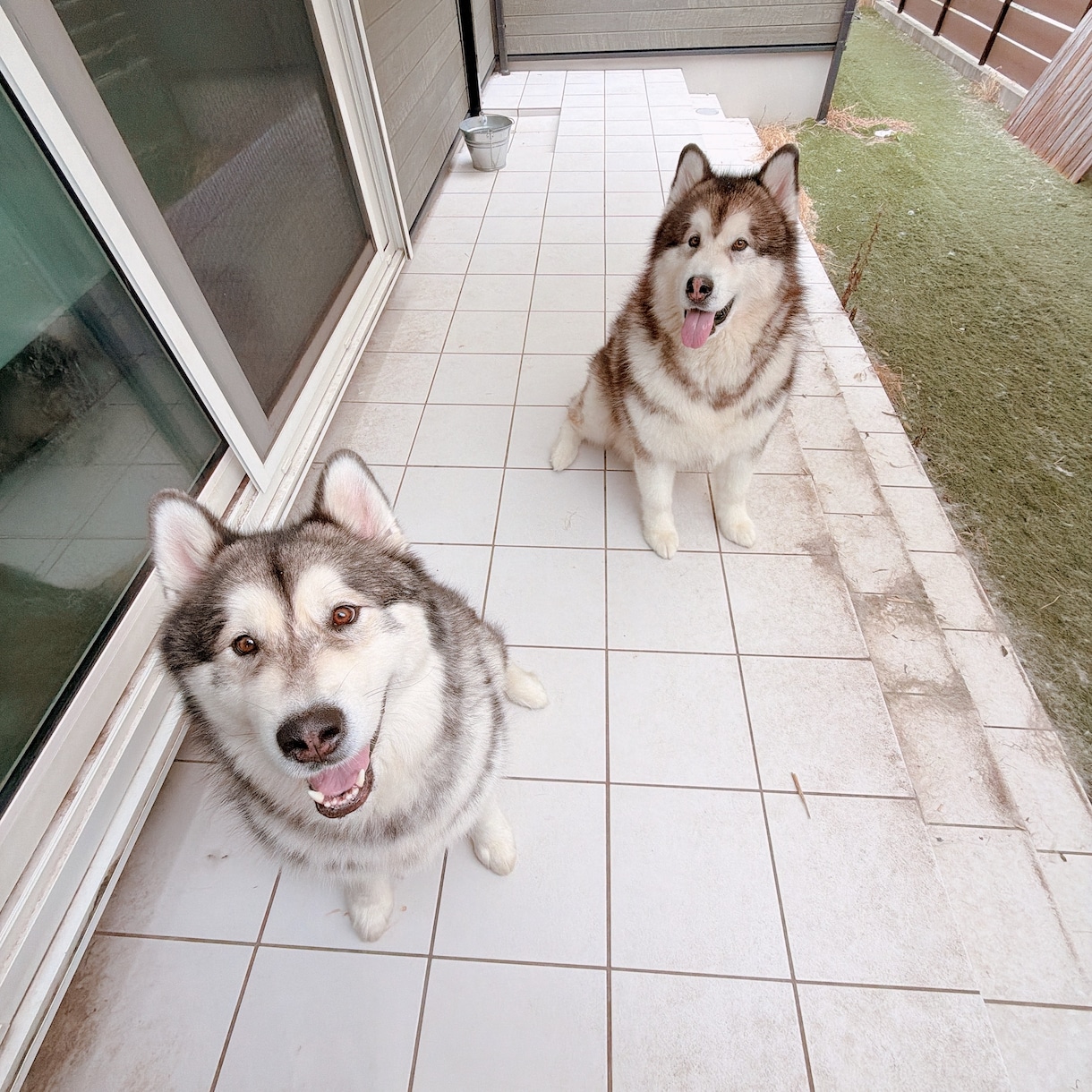大型犬と猫の飼い主。飼い方やお手入れ相談乗ります アラスカンマラミュートのしおむすび♡愛犬愛猫のお悩み相談室 イメージ6