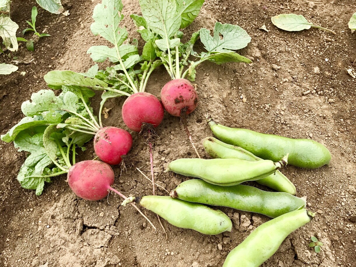 身体の症状に合ったお野菜教えます 野菜ソムリエプロが貴方の健康をちょっと手助け♪ イメージ6