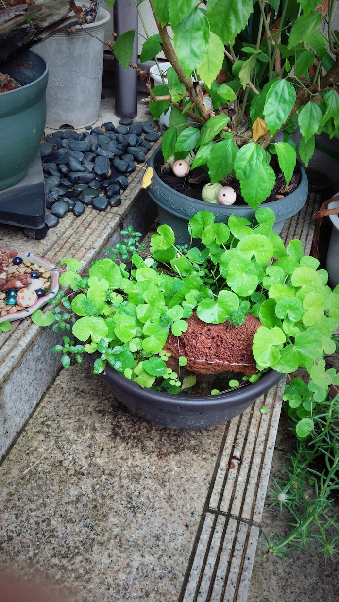 水草、メダカの育て方教えます 水草歴10年フリマアプリ販売数　年1万本 イメージ8