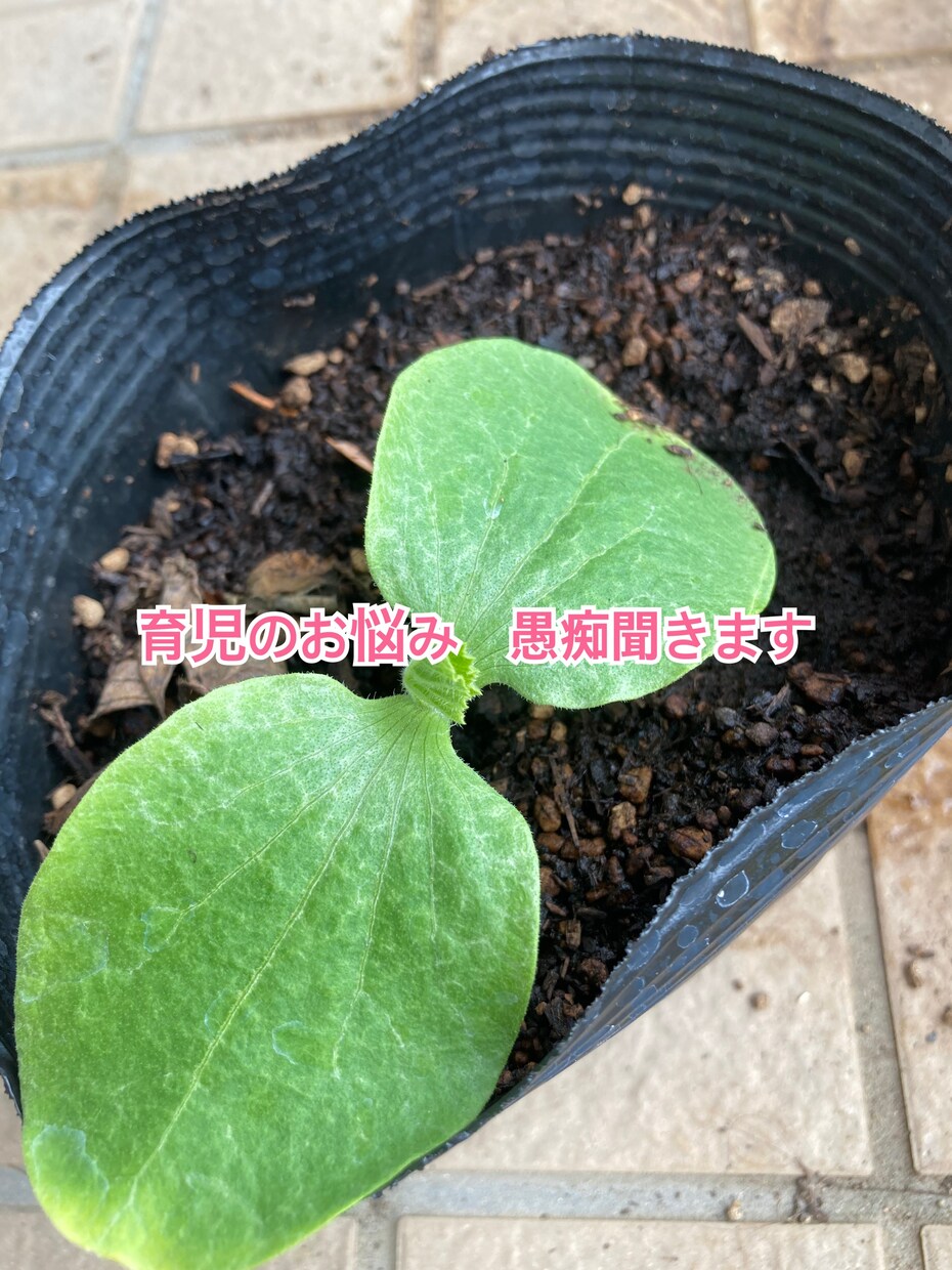 お子さんの発達の不安相談に乗ります 発達凸凹娘を子育て中の保育士かぁちゃんが悩みや愚痴を聞きます イメージ1