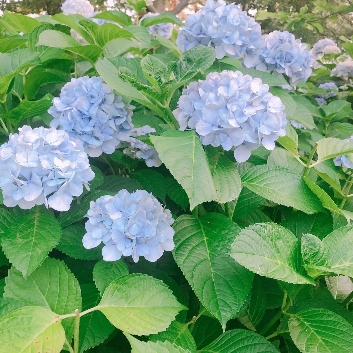友人代行致します 友人代行致しますのでよろしくお願いします。 イメージ1