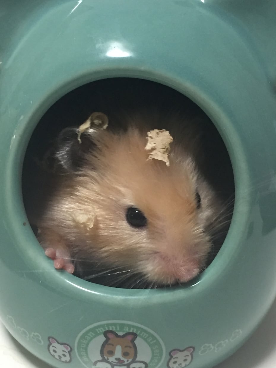 ペット、動物業についての相談乗ります ペットについてお悩みの方、動物業をしたい方 イメージ1
