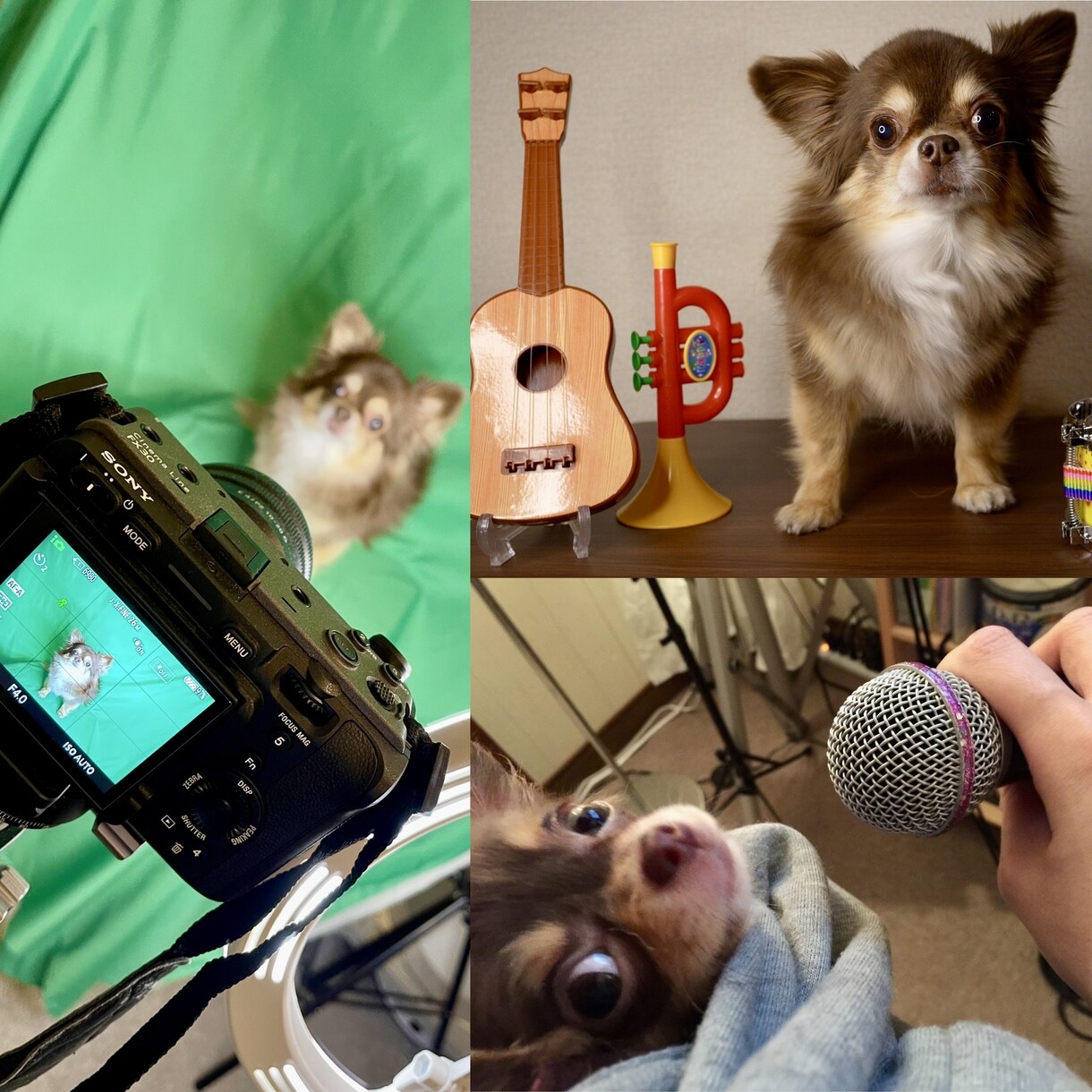 動物の声で世界に1つのオリジナルソングを作ります あなたのワンちゃん猫ちゃん鳥さんが 歌手デビュー !? イメージ2