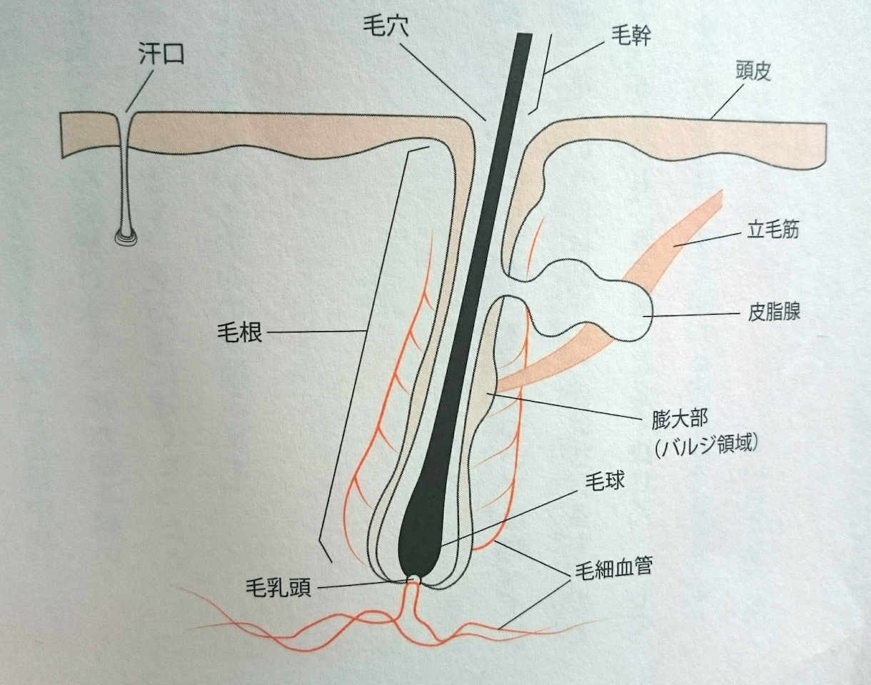 髪を習慣だけで全力で蘇らせます 髪は大切な体の一部です。髪の悩みを解消し充実した人生へ！ イメージ4