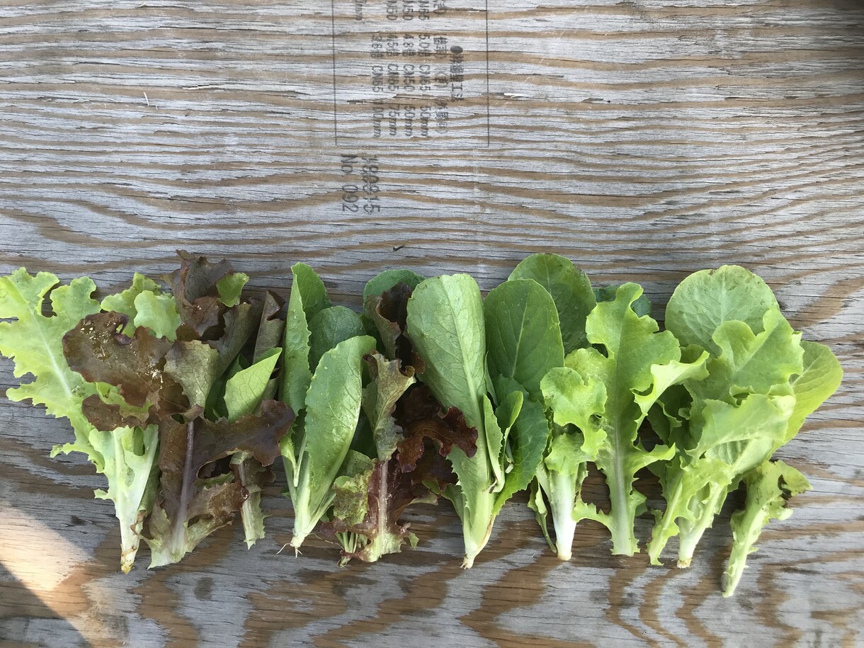 丸１年自給自足する家庭菜園スケジュールお渡しします 葉物野菜を年中切らさない菜園スケジュール表を差し上げます！ イメージ5