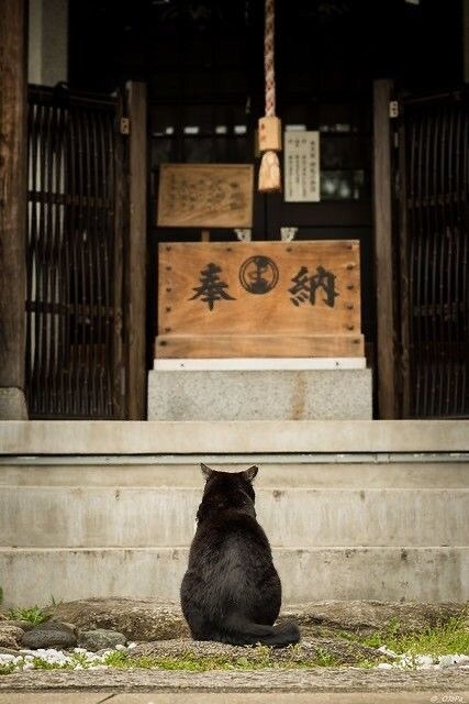 恋愛霊視鑑定：言霊霊視で恋愛成就へ導きます 復縁・不倫・片思い 報われない恋を言霊で動かします イメージ4