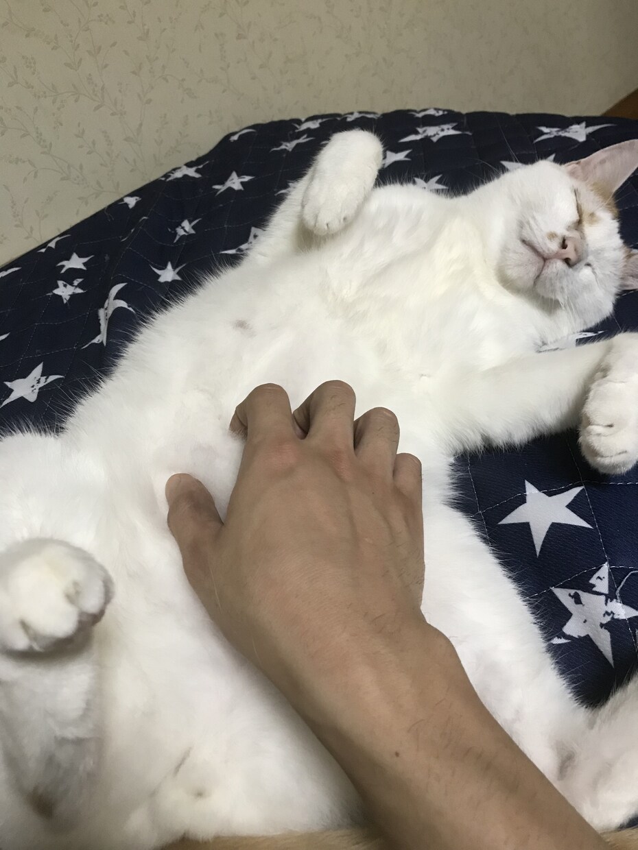 我が家の激カワ猫で癒しを差し上げます 精神的に疲れた時にいつも元気にしてくれるウチの自慢の猫の画像 イメージ3