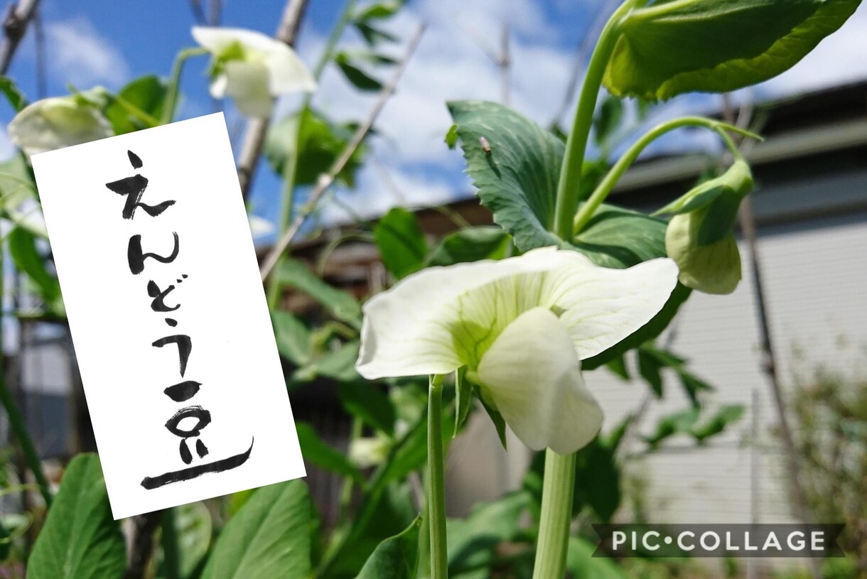 筆文字でロゴや題字を作成します 店名や本の題字、ロゴ、お酒・ワイン等のラベル文字も承ります。 イメージ4