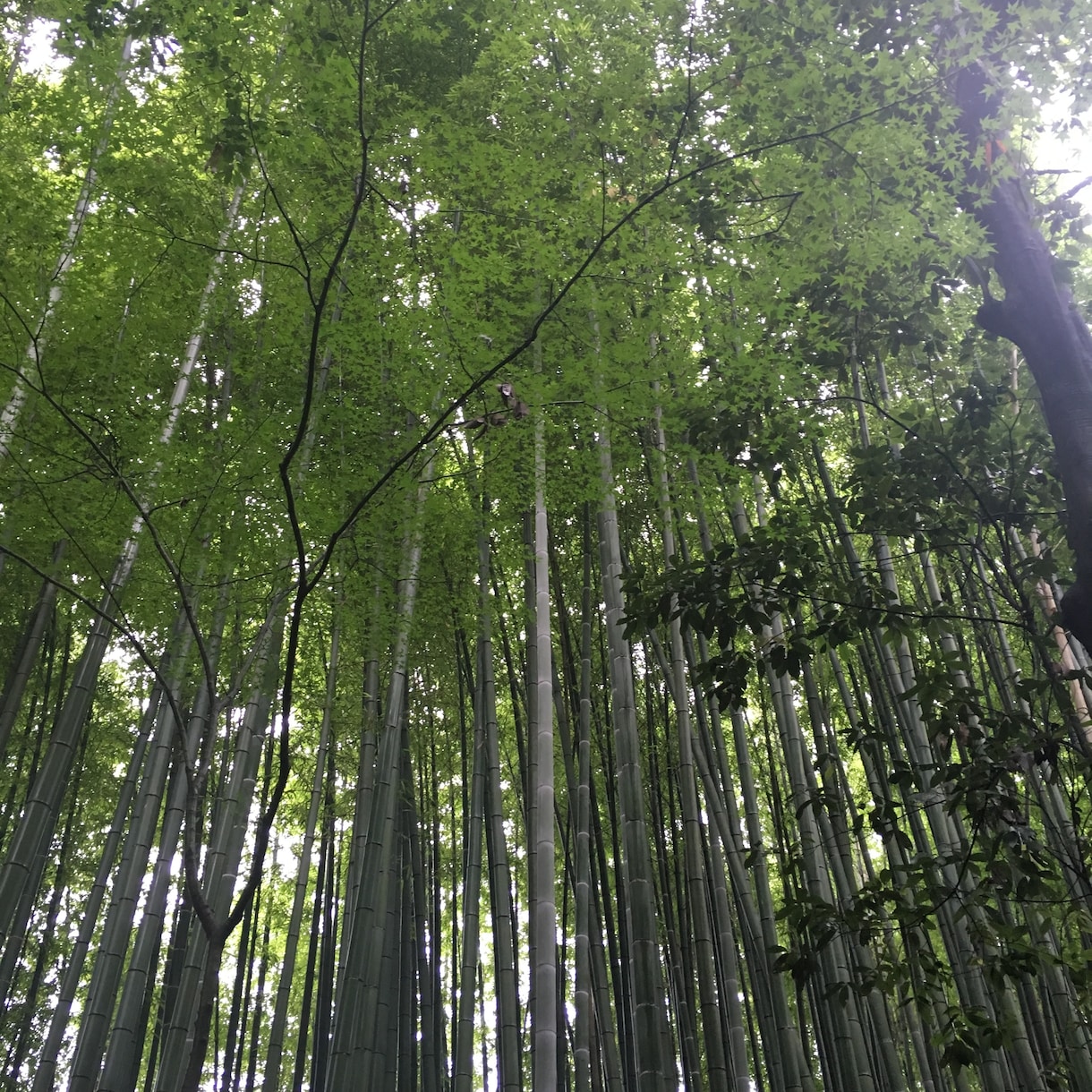 植物をヒーリングします 植物の気持ちを知りませんか？リーディング・ヒーリングします イメージ2