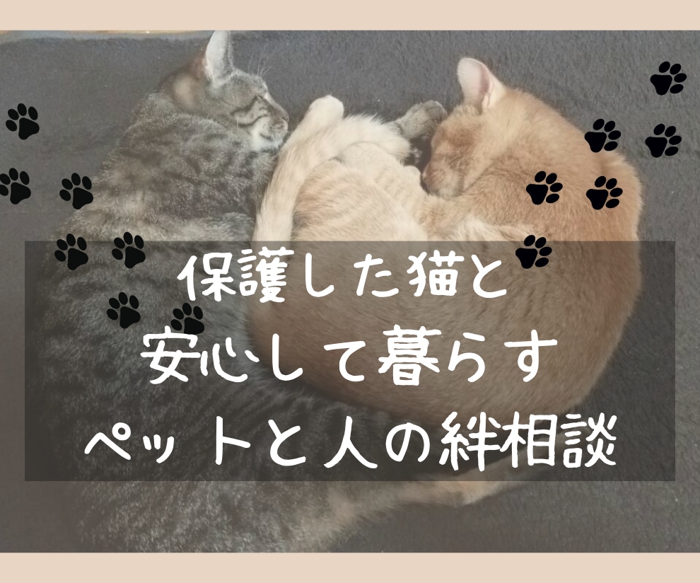 保護ネコを家族に迎えるはじめてさんにお届けします 動物看護士×トリマー×統合医療実務から保護ネコサポートを伝授 イメージ2