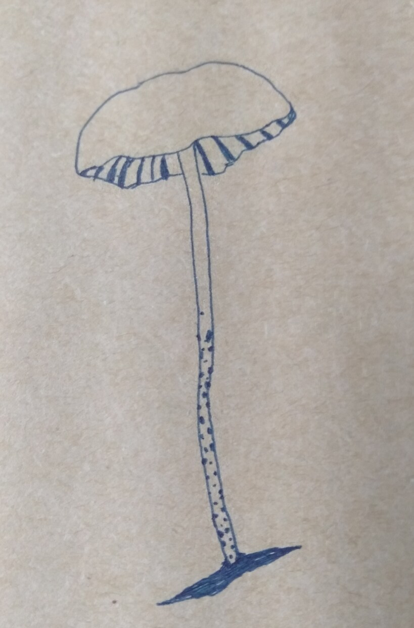 ボールペンで植物、海の生き物のイラスト描きます ワンポイントのイラスト描きます イメージ3
