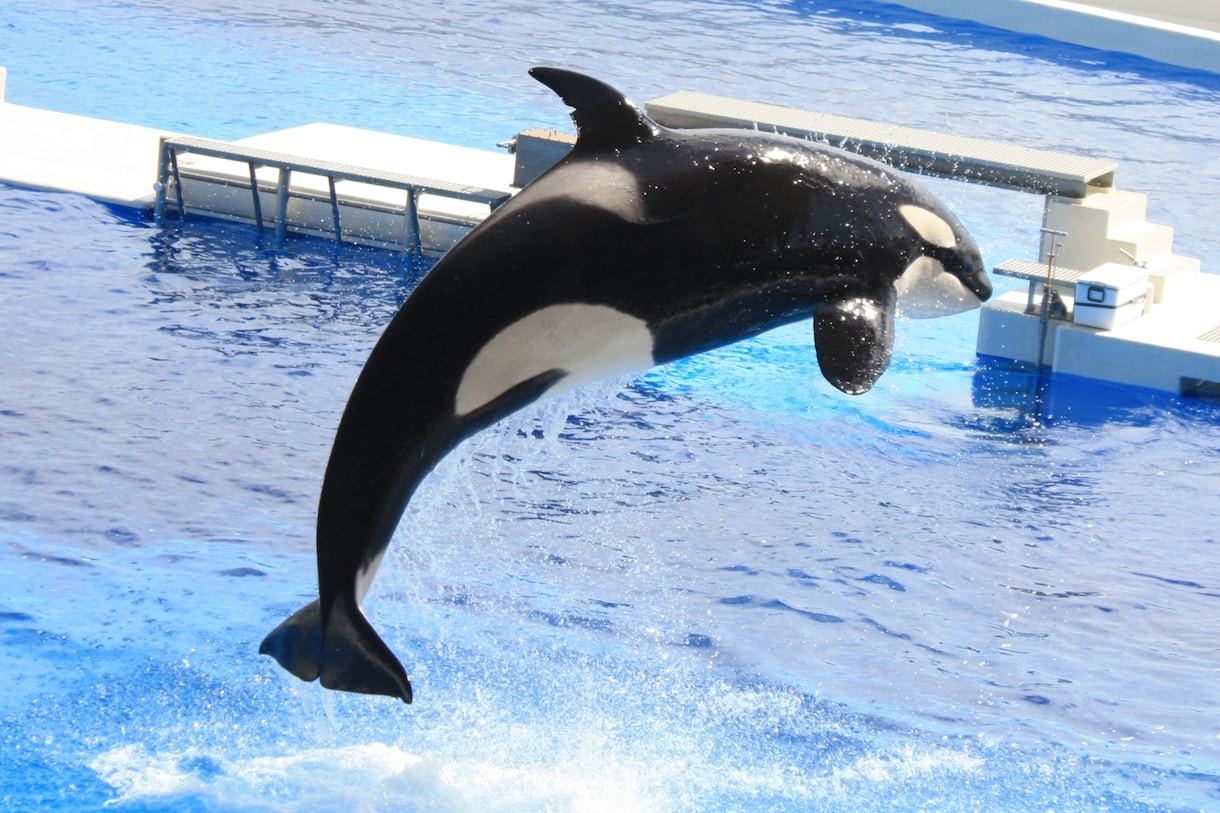 水族館のイメージ画像を提供します 先日開業した神戸須磨シーワールドでの撮影写真を提供致します。 イメージ1