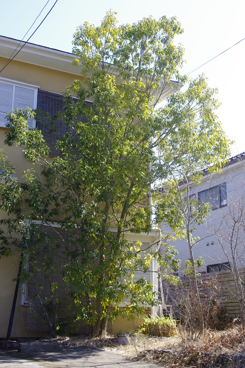 庭木の手入れについて、疑問や悩みを解決します 庭園の設計・施工・管理の業務を通じて、適切にアドバイスします イメージ9