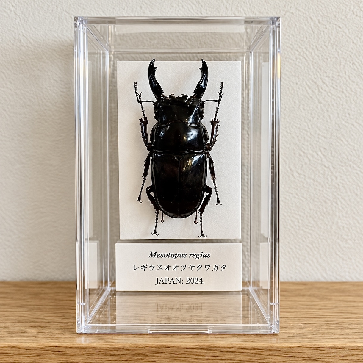 クワガタ・カブトムシの標本を製作します 一頭から複数頭まで、個体に合わせて仕上げます イメージ3