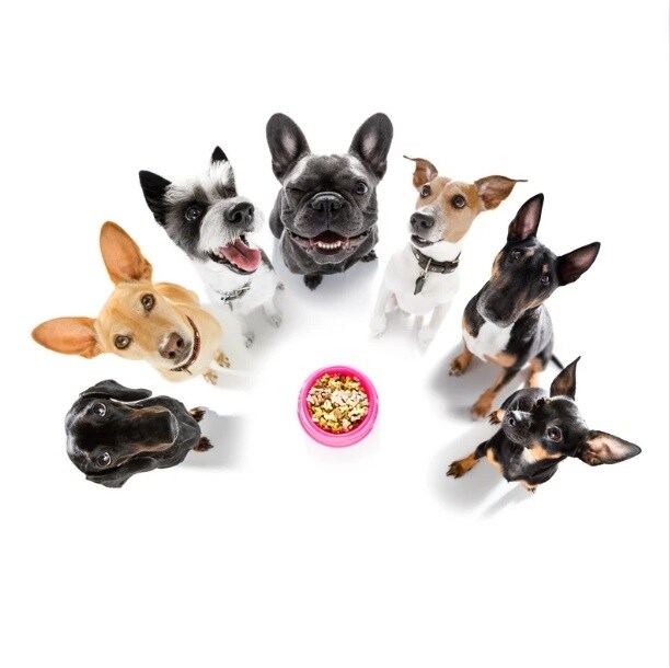 ご愛犬の健康のこと・手作りご飯お教えします パパママが愛犬にとってのホームドクター イメージ1
