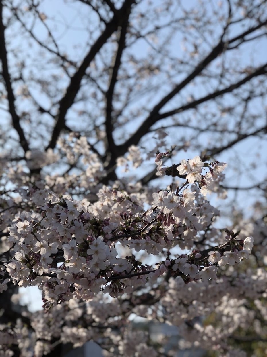 TEL ゆっくり聞きます 恥ずかしい、忘れられない、思い出す＞＜ イメージ1