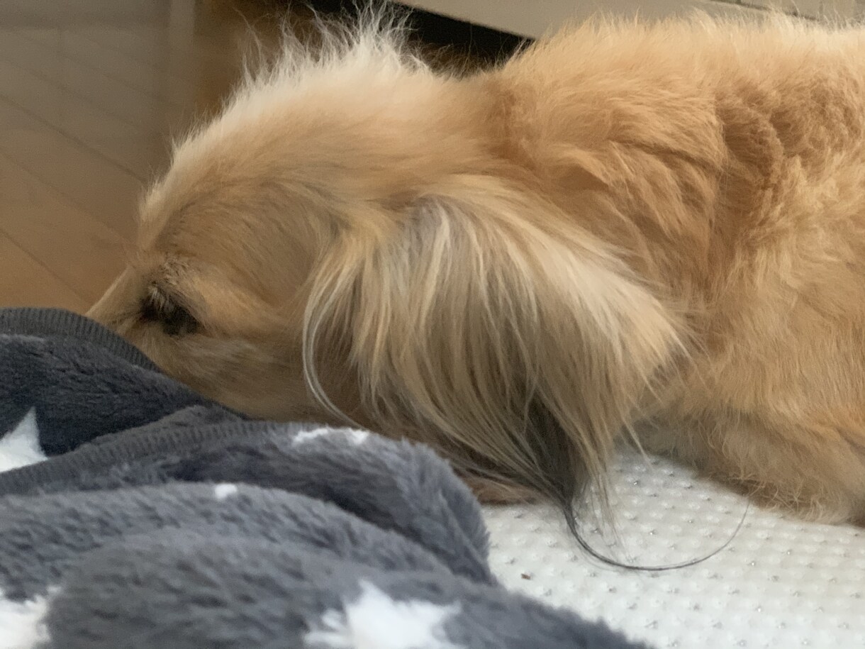 犬の何でも相談を承ります ２０年たくさんの犬と深く携わってきました何でもご相談ください イメージ1