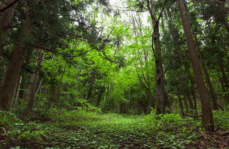 昔見た「妖精」について教えます 過去に一度だけですが妖精を見た事があります。 イメージ1