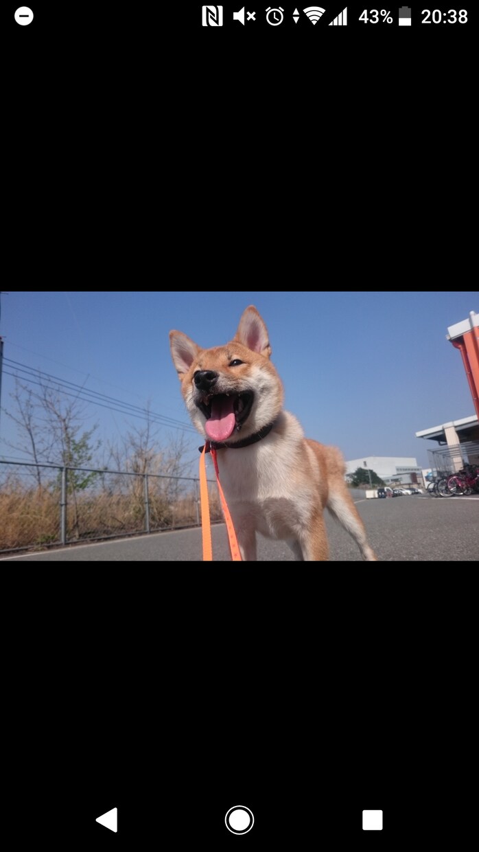 子犬のしつけ、一発芸トレーニング行います ドッグトレーニングの楽しさをお伝えします！ イメージ1