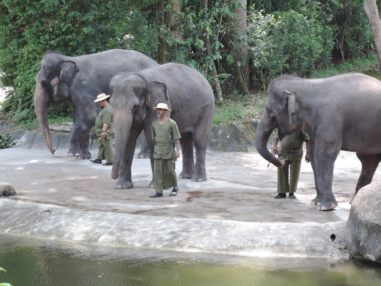 動物園の獣医師が動物に関する疑問質問にお答えします ネズミからゾウまで動物の飼い方・生態・病気の相談などなど イメージ1