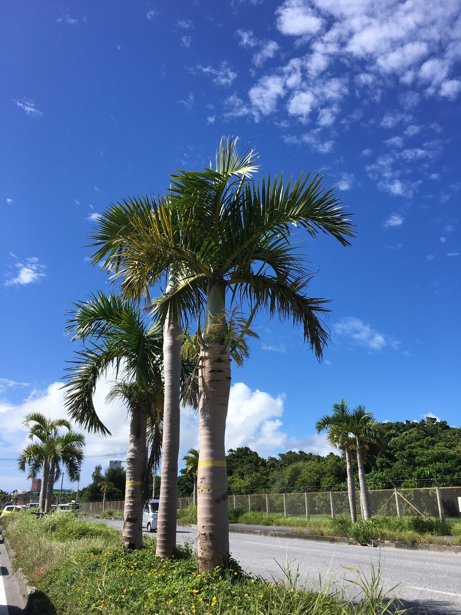 色々な話しが出来ると嬉しいです。ます こんにちは沖縄からです。気さくに話し出来るのでどんな話でも イメージ2