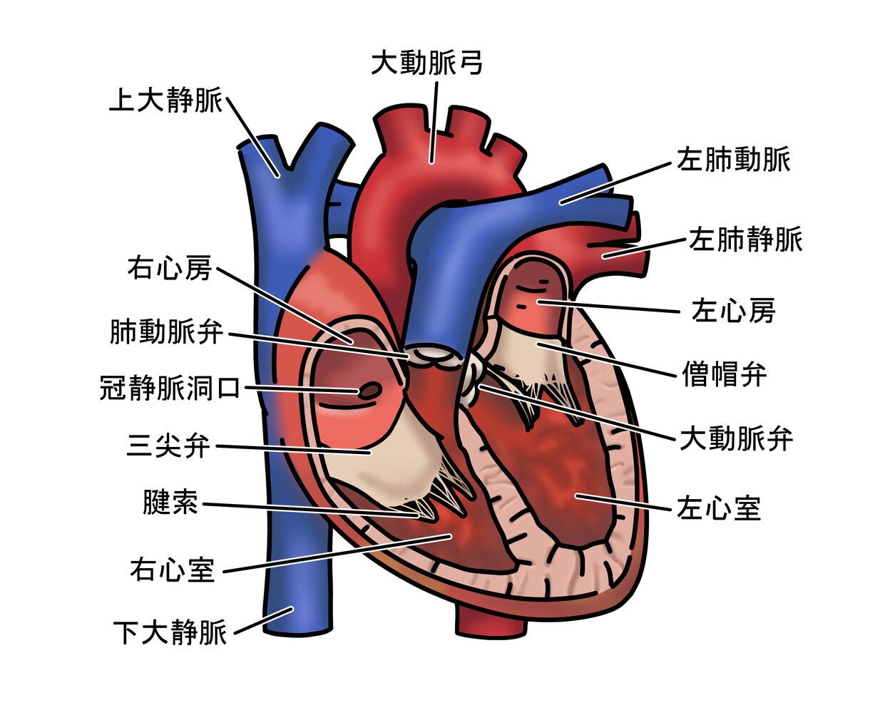 医療関係のイラストを作成します 講習会や教科書、テキストやポスターなどに使用頂けます。 イメージ9