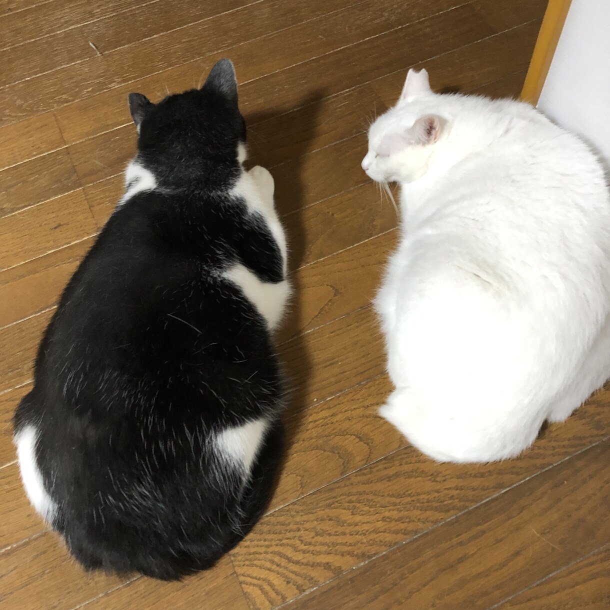現役猫ボラが猫の多頭飼育の相談にのります 40匹の猫と暮らす現役猫ボラがあらゆる問題を解決に導きます イメージ5