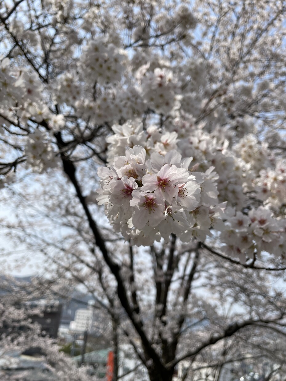 貴方の心の声を聞かせて下さい。貴方に安心をします 一人で悩まずご遠慮なくご相談下さい。貴方の心の声を伺います。 イメージ4