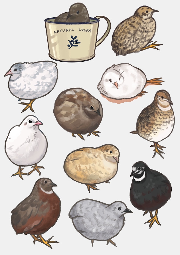 ペットの小鳥のイラスト描きます 愛鳥の似顔絵描きます！ふわふわの毛質にこだわりアリ！ イメージ6