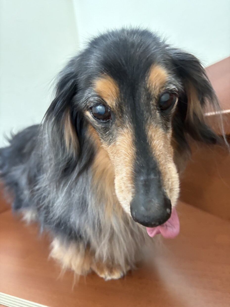 親と老犬のダブル介護経験者がお悩みを聞きます 17歳老犬の飼い主がシニア犬ケアや介護の愚痴聞きます イメージ4