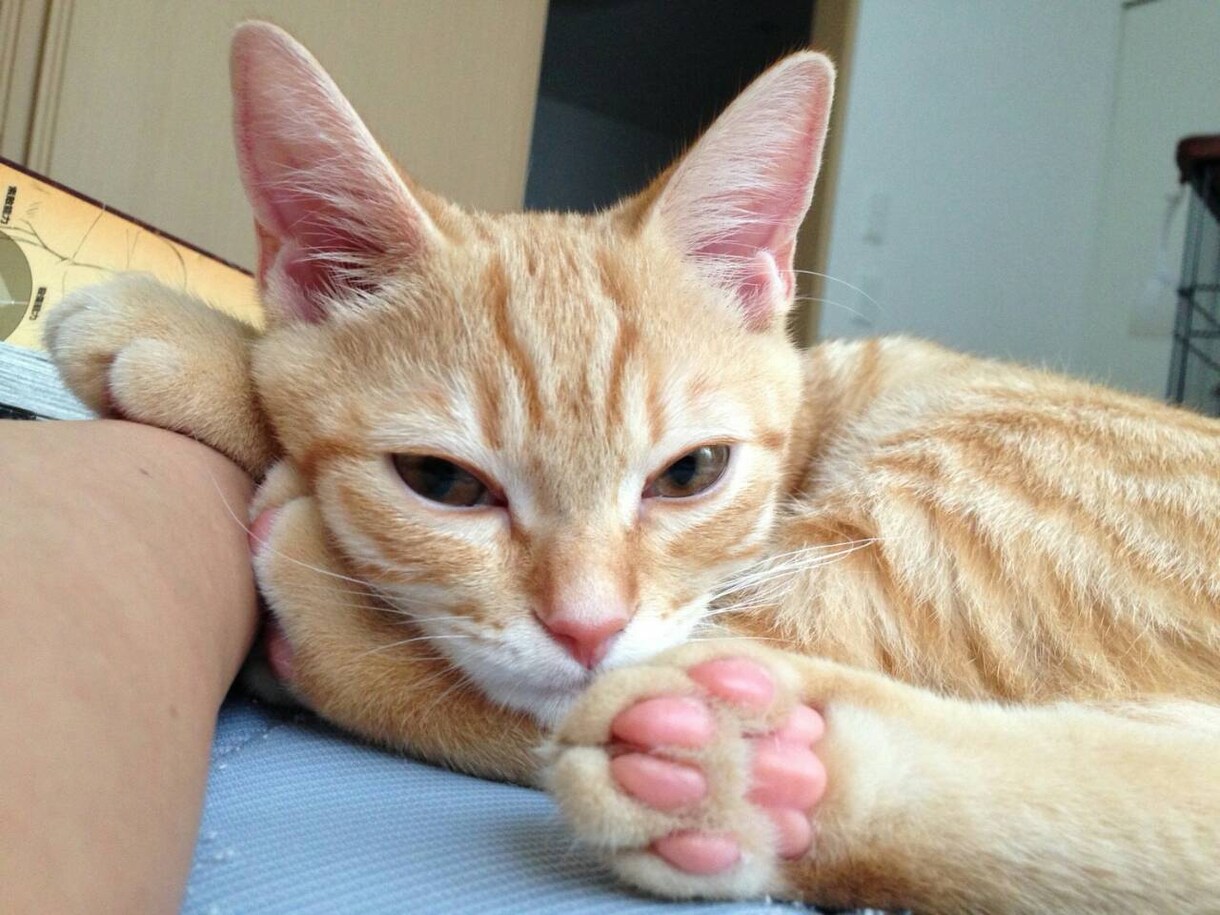 猫の行動心理～しぐさ・言動20選～教えます 猫を飼い始めの方・これから猫を飼って猫と分かり合いたい方 イメージ1
