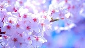 動画の撮影、編集格安で請け負います 撮影から編集まで柔軟に対応！まずはご相談を！！ イメージ4