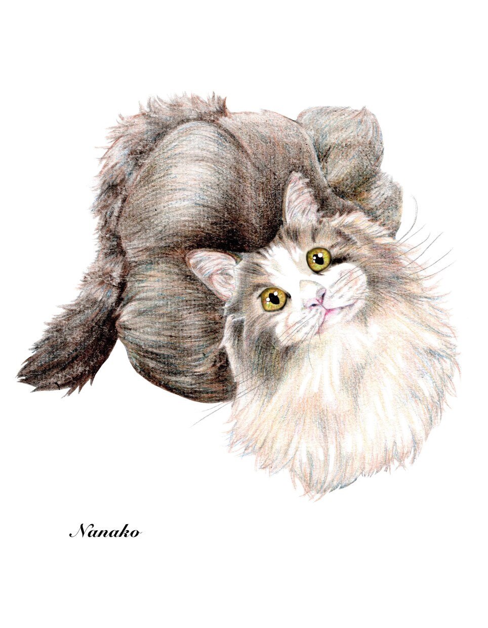 色鉛筆画★大切なペット・動物のイラストを描きます 動物を描き続けて10年以上　色鉛筆で動物の魅力を表現します！ イメージ8