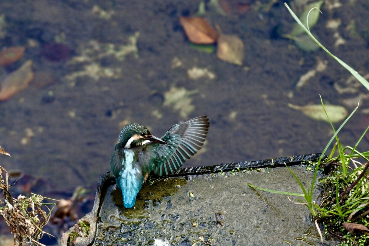 日本の野生動物や野鳥が見れる場所を紹介します 自然に話しかけましょう。自然も話しかけてくれます。 イメージ3