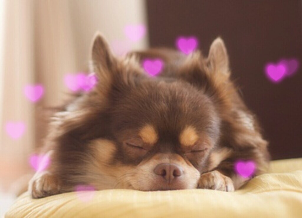 かわいいペットのお名前をお探しします 新しい家族になったペットの名前が決まらない！そんな方に… イメージ2