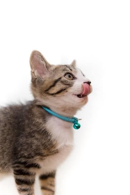 元ペットショップ店員が猫ちゃん飼育の相談にのります 些細なお悩みなんでも解決します! イメージ1