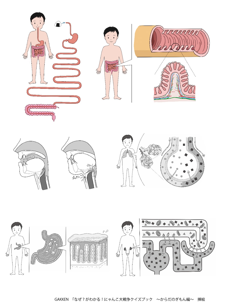 使いやすく分かりやすい！カラダのイラスト作成します 医療・健康系WEB・書籍に！わかりやすく説明をサポートします イメージ4