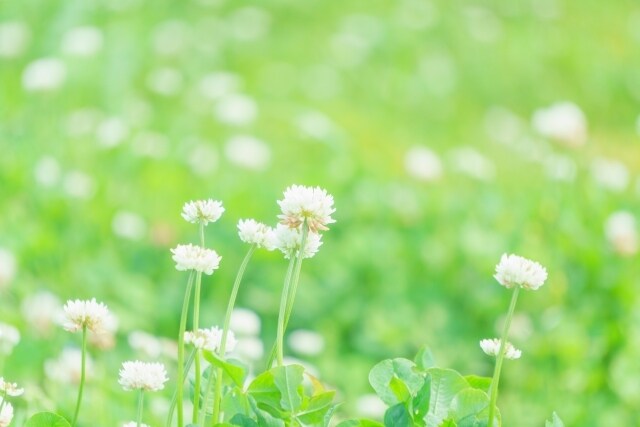 寸時一緒にお話ししましょう☺軽い会話相手になります むずかしく考えずにお電話をどうぞ☆話相手・愚痴聞き・相談など イメージ8