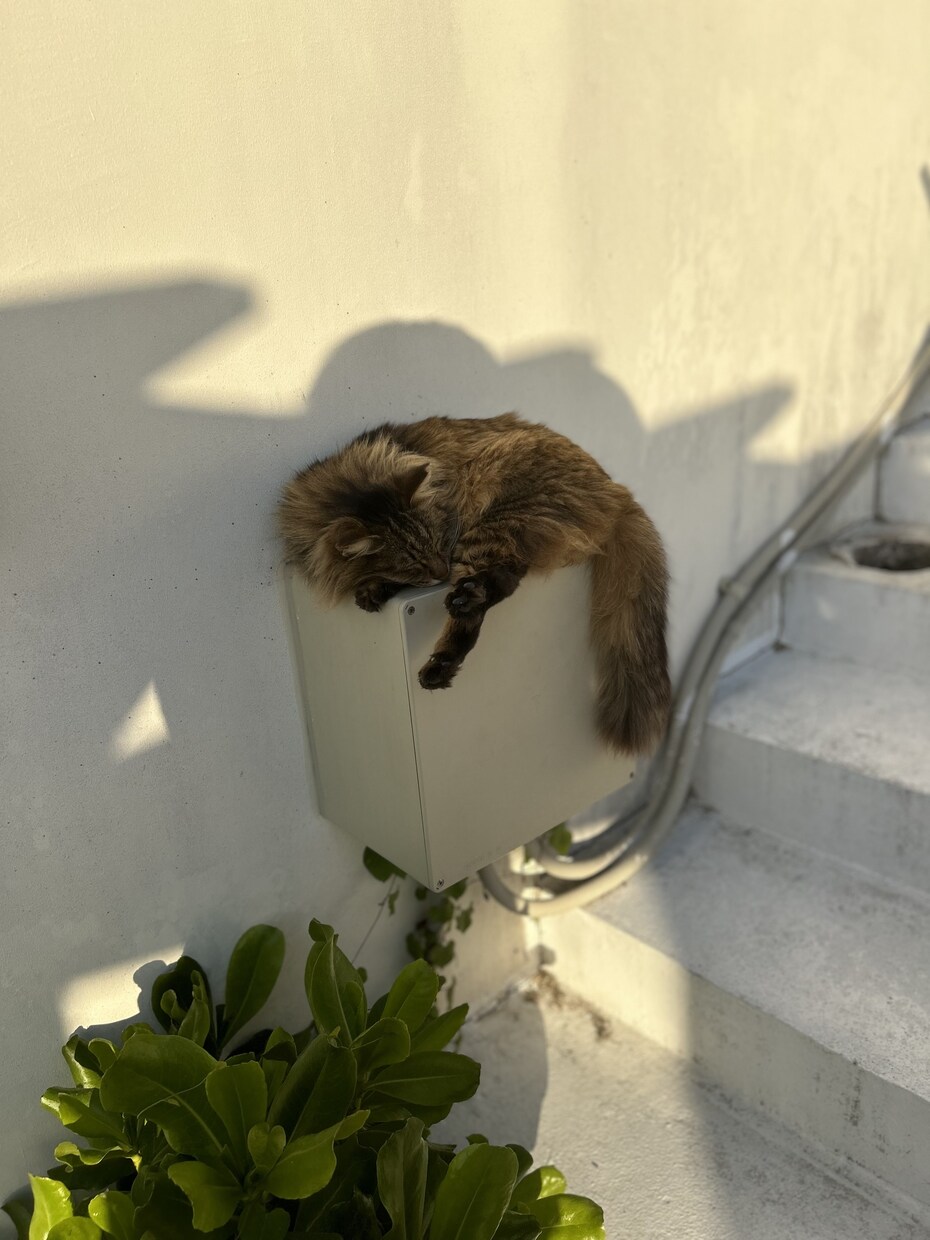 公園やビーチに居る猫の写真撮影致します 猫の写真撮影から動画撮影、写真集作成まで致します！ イメージ2
