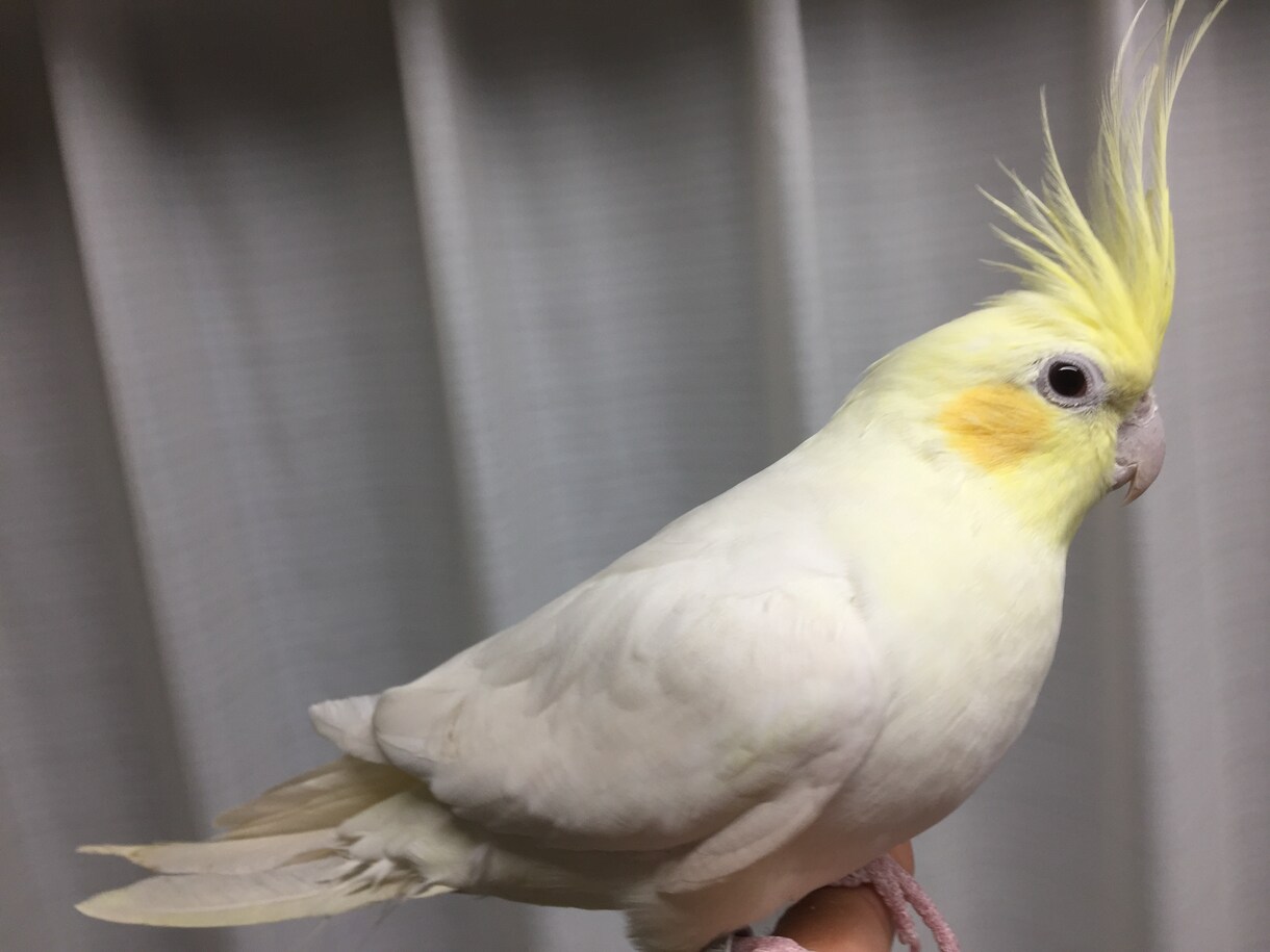 オカメインコのペアから生まれるヒナの種類を教えます オカメインコのペアから生まれるヒナの種類を教えます イメージ5