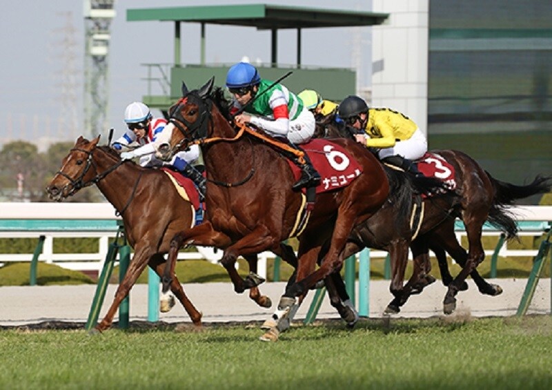 競馬の独自の見解と本命馬、推奨馬予想します あなたの予想を手助けします。展開から予想してます地方競馬も。 イメージ10