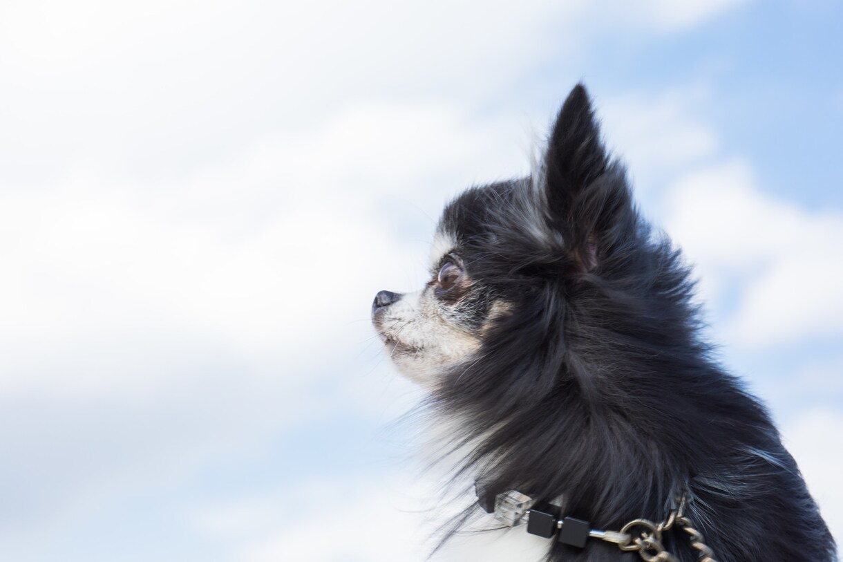 お空へ行った動物たちをさらにナビゲートしてゆきます 生まれかわって またあなたと出会える旅のお手伝いをします イメージ4