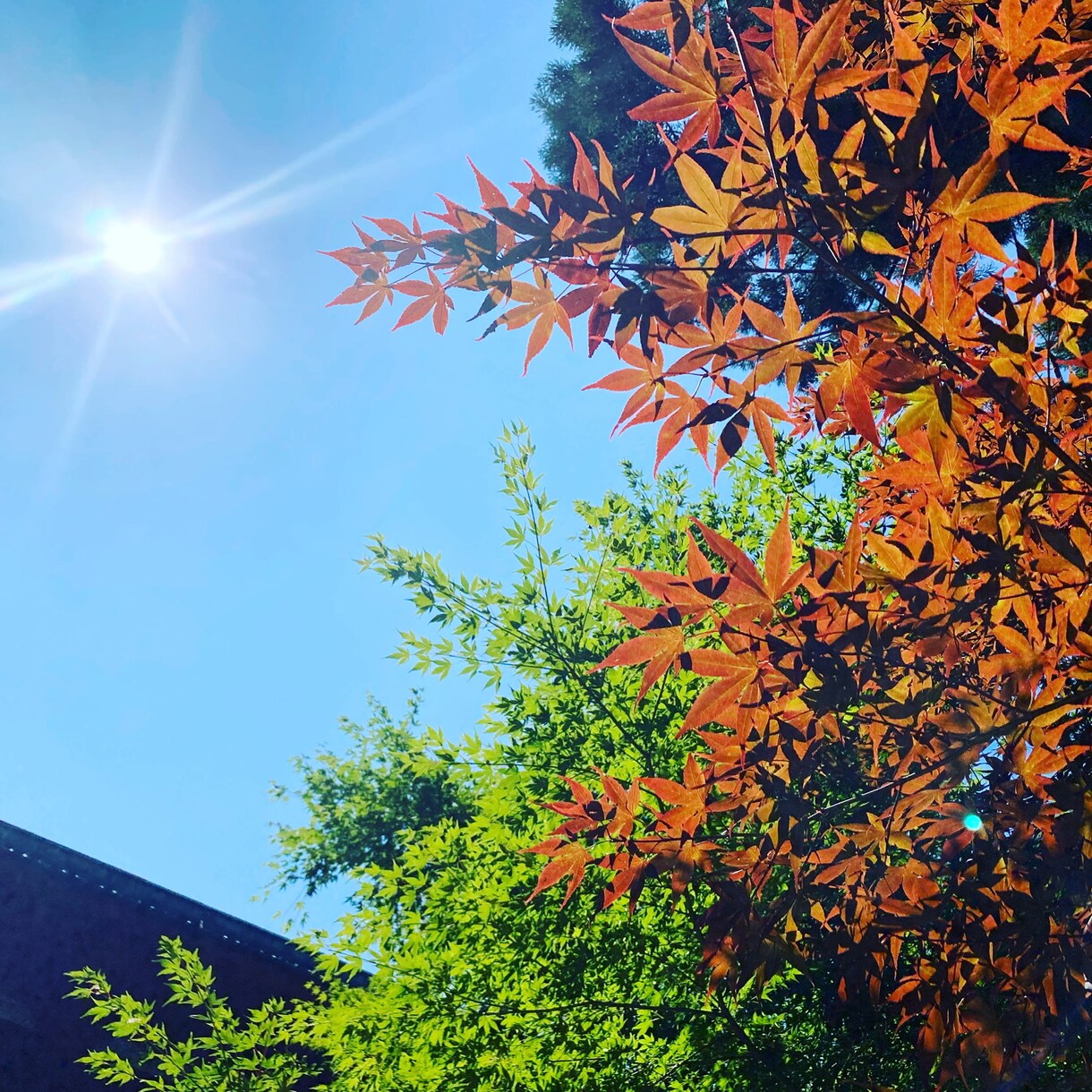 風景写真の素材を提供します 爽やかな自然など…ご要望があれば相談下さい！ イメージ2