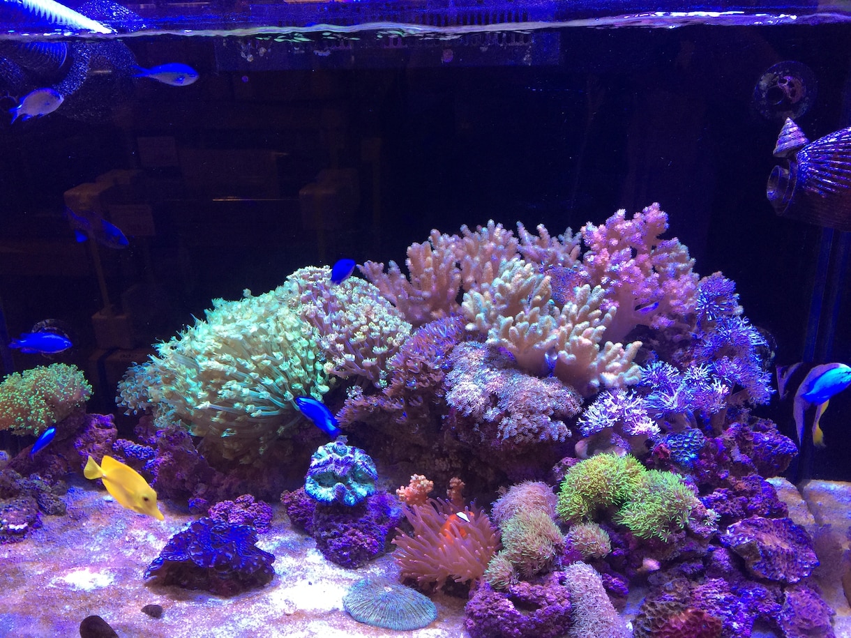 マリンアクアリウムのお悩み事に全力でお答えします ☆海水魚の病気や混泳、飼育器具にお悩みの方はご連絡下さい☆ イメージ2
