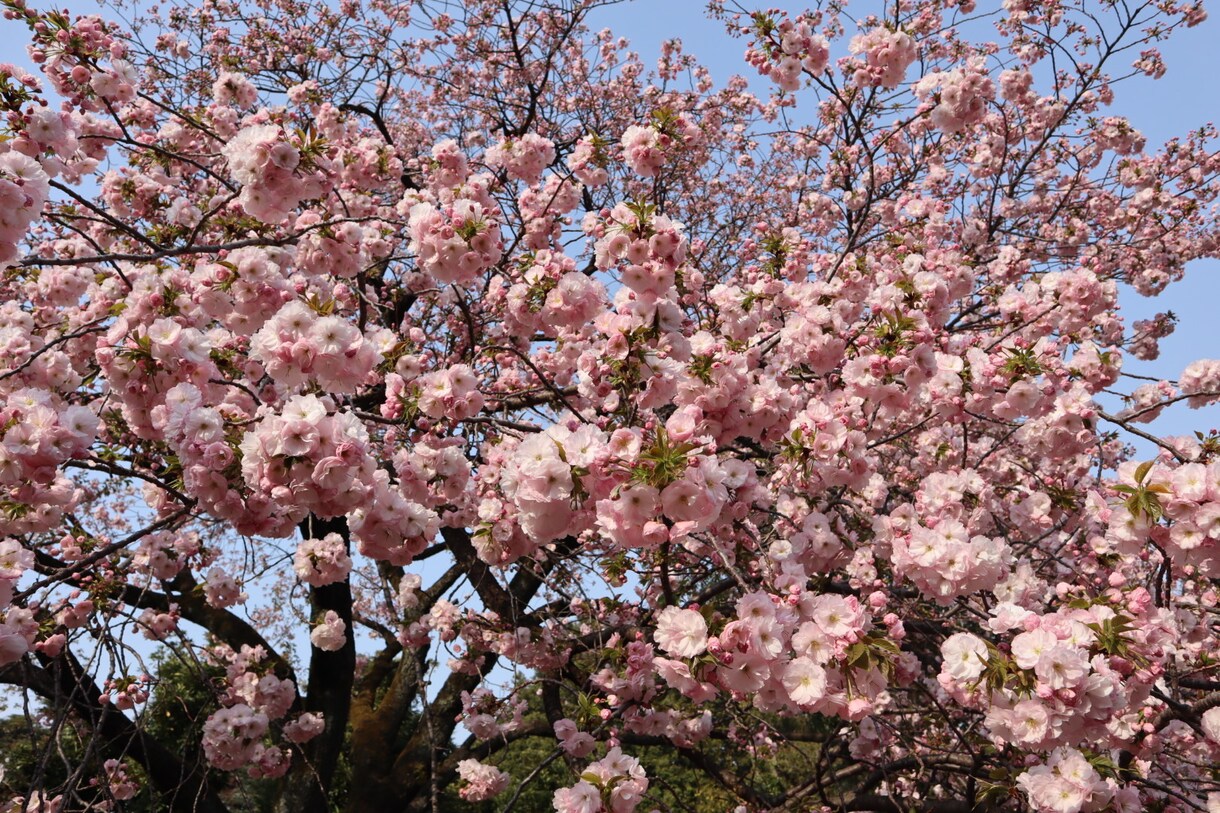 あなたの心に残るフォトをお届けします 自然体を生かし、一枚の写真で人の心を動かす写真家 イメージ5