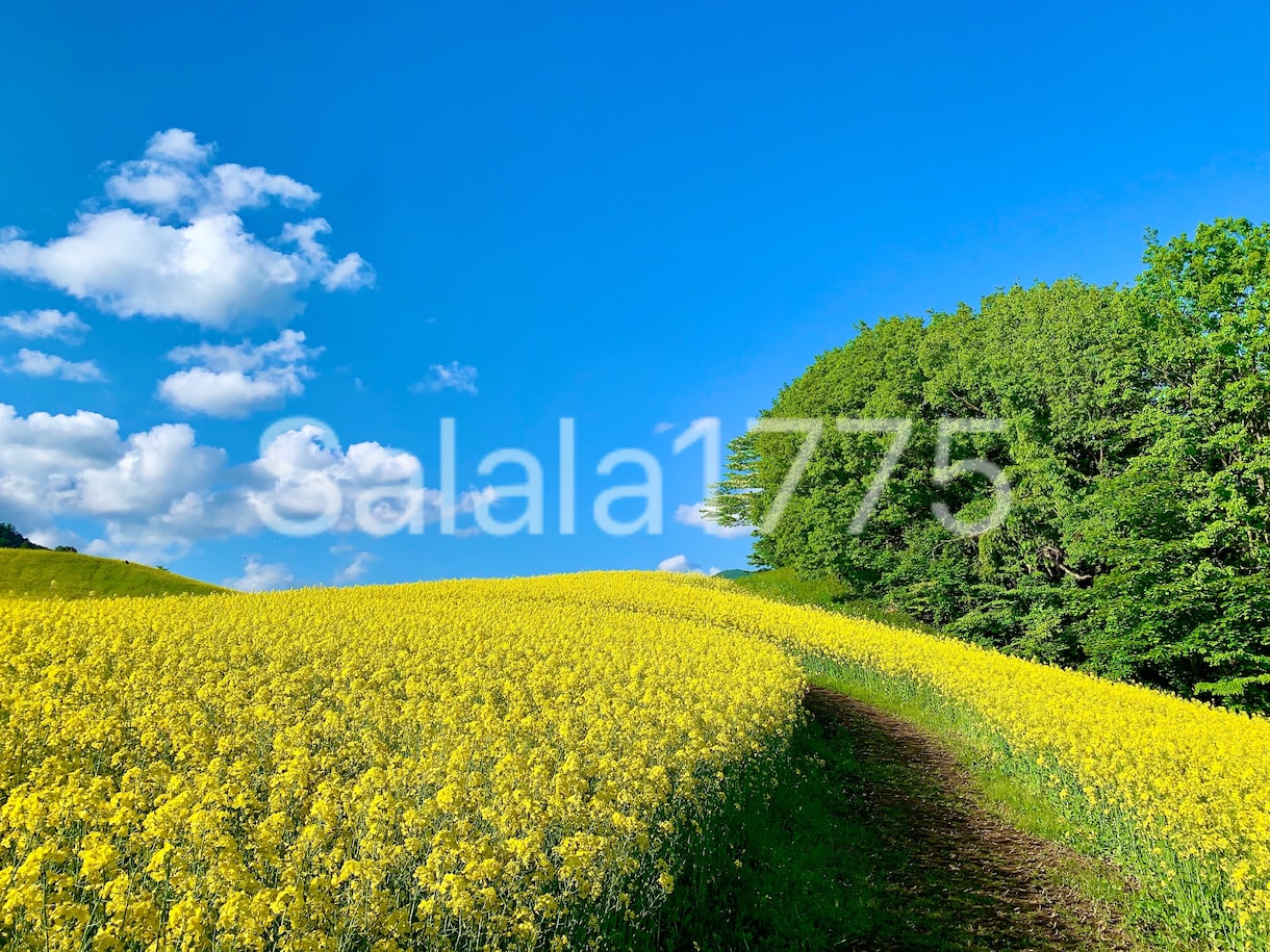 雰囲気のある美しい花・風景の写真素材を提供します 著作権フリーで四季折々の美しい写真をご自由にご利用ください。 イメージ5