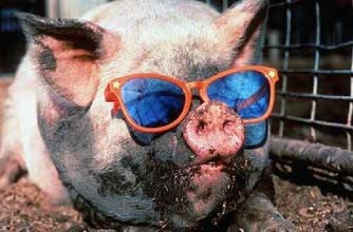 思わずぷっと笑える動物写真を集めてきます 【豚１】なぜか腹筋崩壊しちゃう可愛い動物写真キュレーション イメージ1