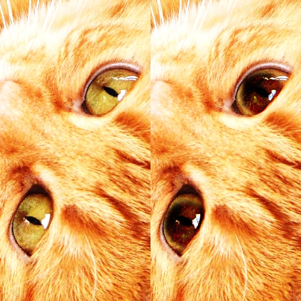 猫ちゃんの写真修正★瞳孔デカ目★にします うちの子もっとスゴイんです！惜しい写真を自慢の一枚に イメージ3
